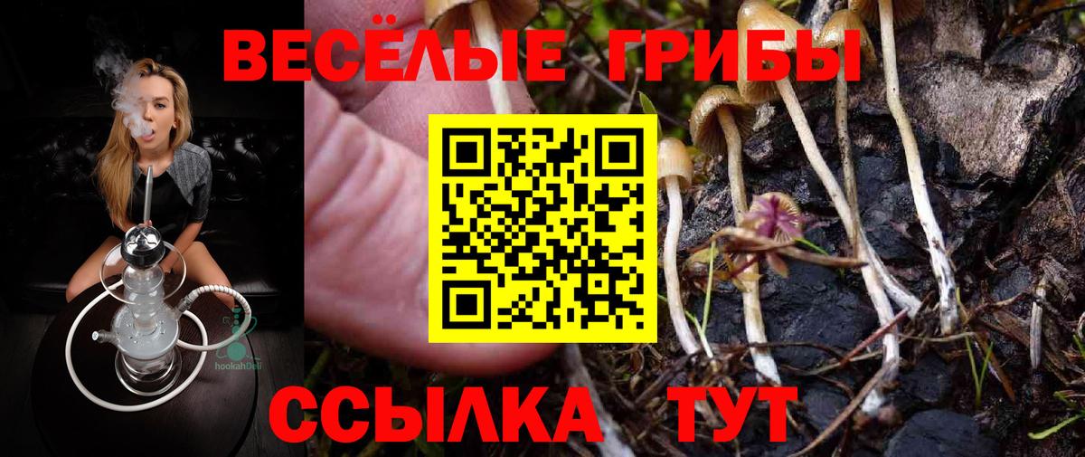 Псилоцибиновые грибы Cubensis Камень-на-Оби